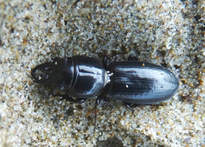 Scarites laevigatus